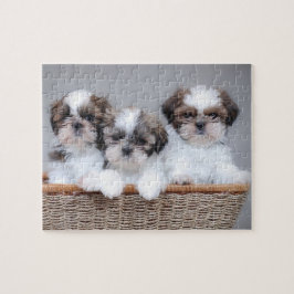 Quebra-cabeça Shih Tzu puppies