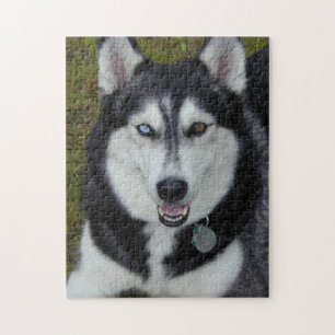 Quebra-cabeça Siberian Bi-Eyed Huskie