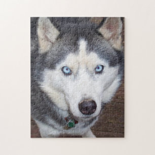 Quebra-cabeça Siberian_Husky_blue-eyed.png