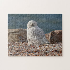 Quebra-cabeça Sleepy Snowy Owl
