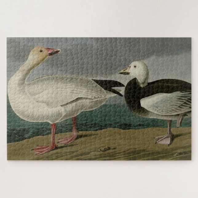 Quebra-cabeça Snow Goose from Audubon's Birds of America (Horizontal)