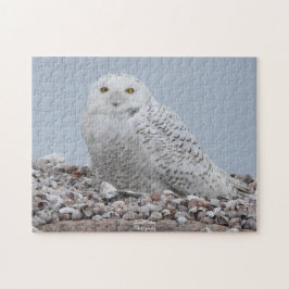 Quebra-cabeça Snowy Owl nas conchas