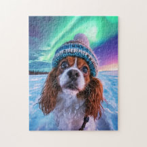 Spaniel Sob as Luzes do Norte Noruega