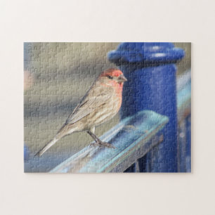 Quebra-cabeça - Sparrow vermelho na cerca azul
