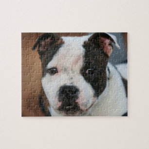 Quebra-cabeça Staffordshire Bull terrier