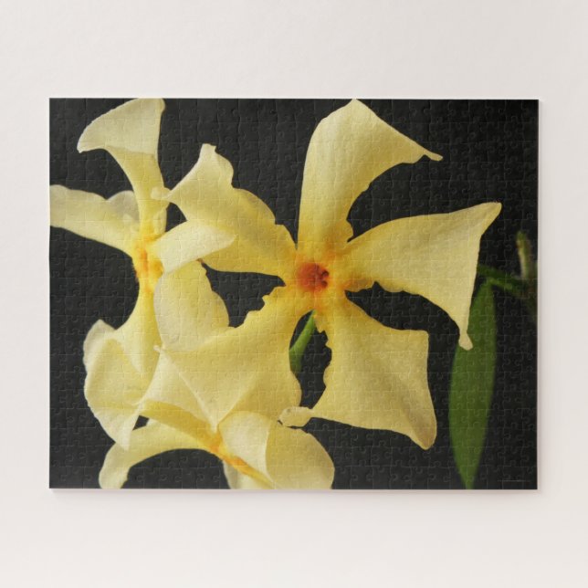 Quebra-cabeça Star Jasmine Flower 16x20 jpcnm 520pc (Horizontal)