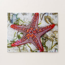 Quebra-cabeça Starfish, Zanzibar, Tanzânia