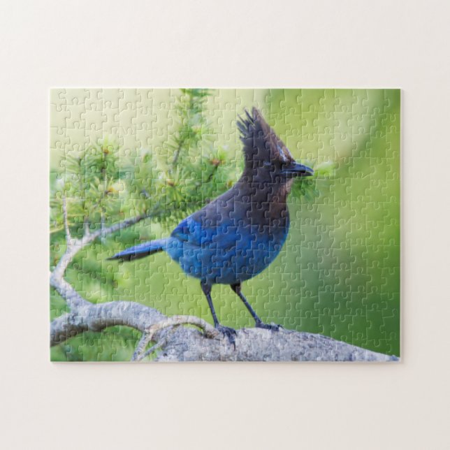 Quebra-cabeça Steller's Jay (Horizontal)