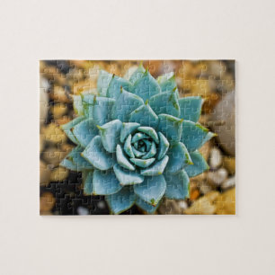 Quebra-cabeça Succulent