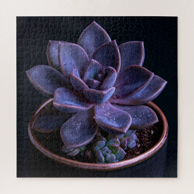 Quebra-cabeça Suculenta  (Vertical)
