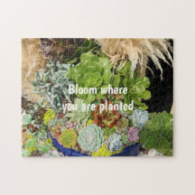 Suculentos Coloridos com Grama de Prata