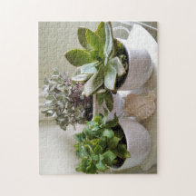 Suculentos em Cute Potência com Foto de Seashell