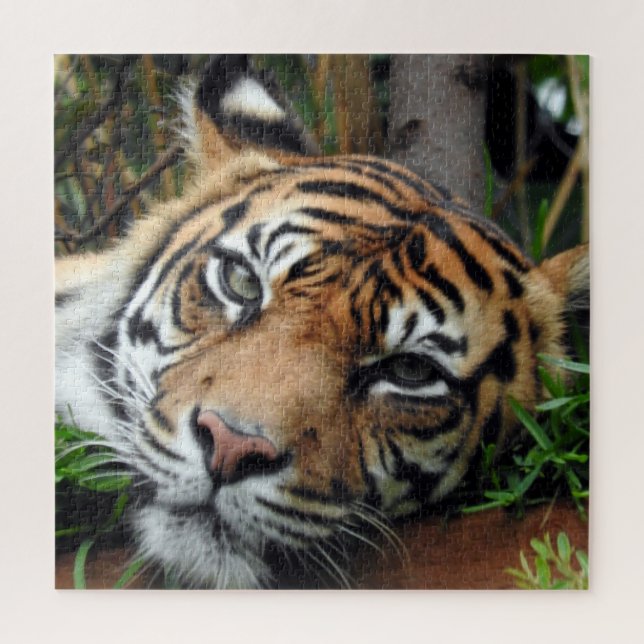 Quebra-cabeça Sumatran Tiger (Vertical)