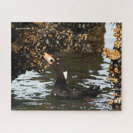 Quebra-cabeça Surf Scoter Fedição em Mexilhões e Barnagas