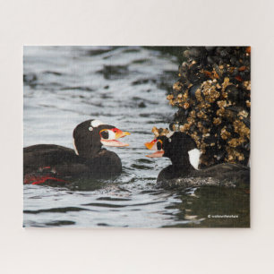 Quebra-cabeça Surf Scoters Squabble sobre Barnáculos e Mexilhões