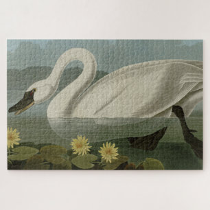 Quebra-cabeça Swan Americano Comum - Aves da América de Audubon