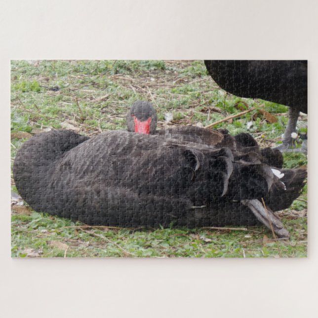 Quebra-cabeça Swan Negro (Horizontal)