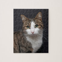 Tabby Cat com olhos verdes contra fundo preto
