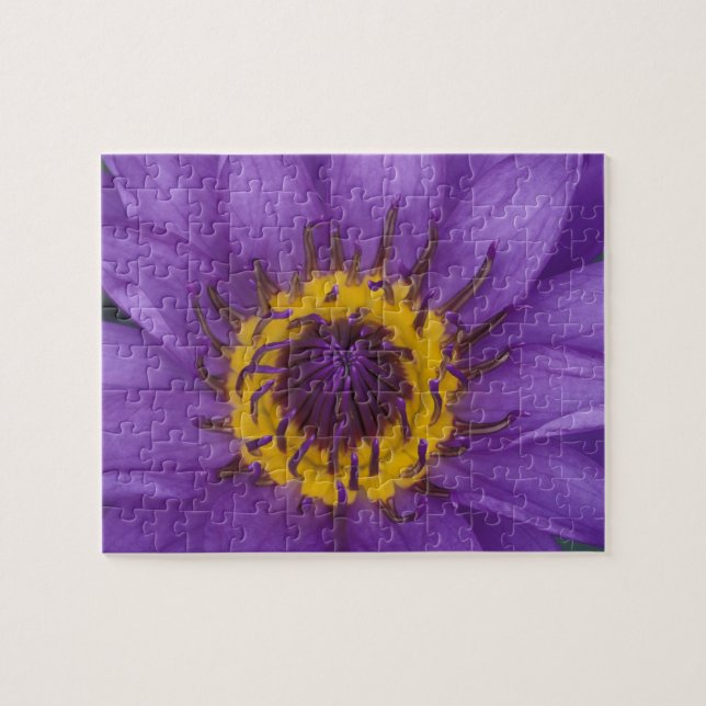 Quebra-cabeça Tailândia, Banguecoque, Lótus roxo e amarelo (Horizontal)