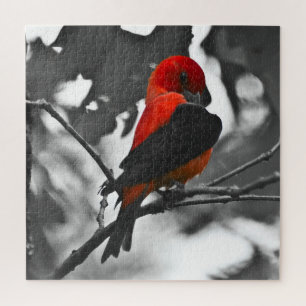 Quebra-cabeça Tanager Escarlate Macho