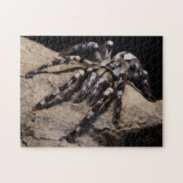 Quebra-cabeça Tarântula ornamental indiana