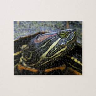 Quebra-cabeça Tartaruga-de-orelha-vermelha, Trachemys scripta el