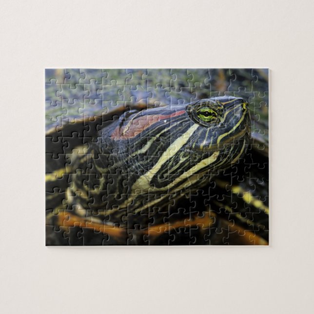 Quebra-cabeça Tartaruga-de-orelha-vermelha, Trachemys scripta el (Horizontal)