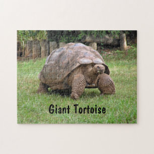 Quebra-cabeça Tartaruga gigante