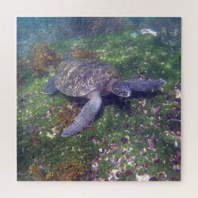 Quebra-cabeça tartaruga verde dos galápagos (Horizontal)
