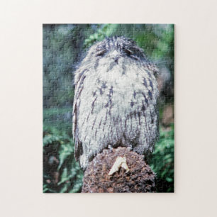 Quebra-cabeça Tawny Frogmouth, Tasmânia - Austrália