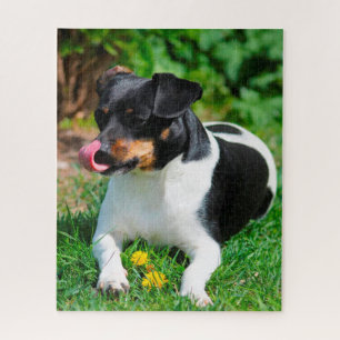 Quebra-cabeça Terrier Russell Parson.