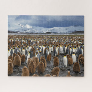 Quebra-cabeça Thousands of King Penguins on South Georgia Island