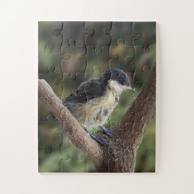 Quebra-cabeça Tidi, meu Pássaro, o Parus Major (Vertical)