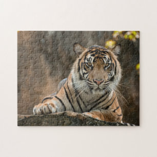 Quebra-cabeça Tigre