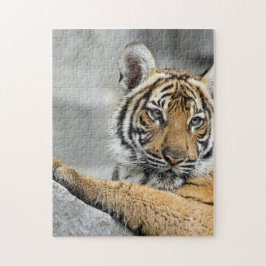 Quebra-cabeça Tigre016