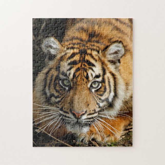 Quebra-cabeça Tigre 037 (Vertical)