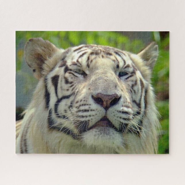 Quebra-cabeça Tigre Branco para Cima Próximo #2 (Horizontal)