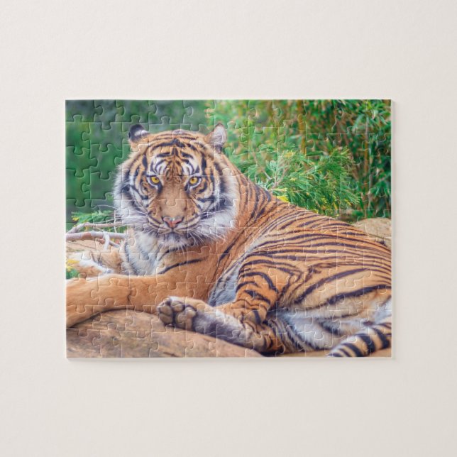 Quebra-cabeça Tigre de Recirculação Relaxado (Horizontal)