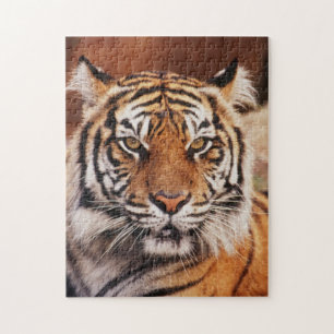 Quebra-cabeça Tigre-de-sumatra