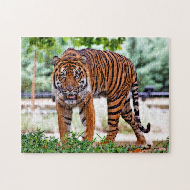 Quebra-cabeça Tigre de Sumatra. Grandes Felinos. (Horizontal)