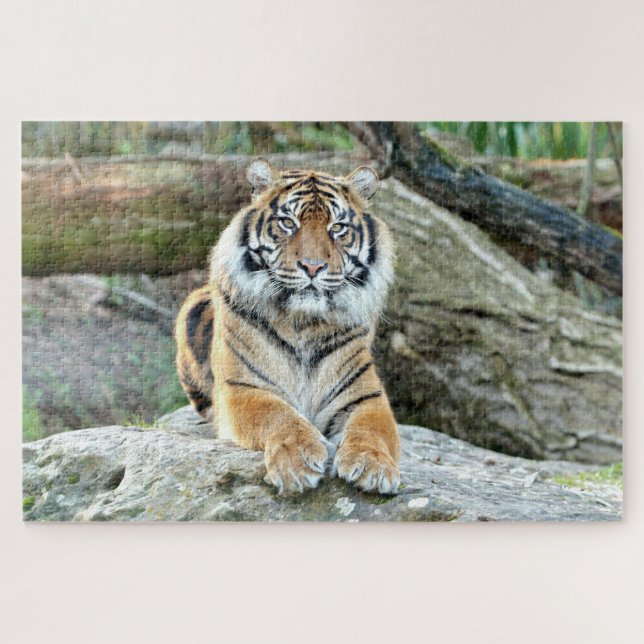Quebra-cabeça Tigre fotográfico, animais 0313. (Horizontal)