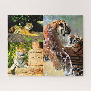 Quebra-cabeça Tigres