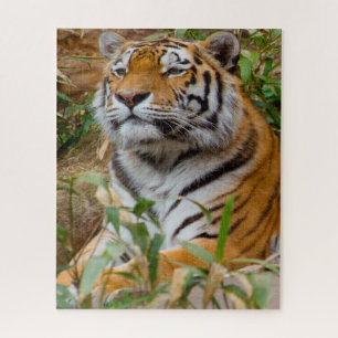 Quebra-cabeça Tigres Grandes Felinos.