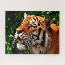 Tigres Grandes Felinos.