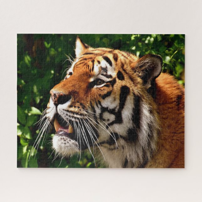 Quebra-cabeça Tigres Grandes Felinos. (Horizontal)