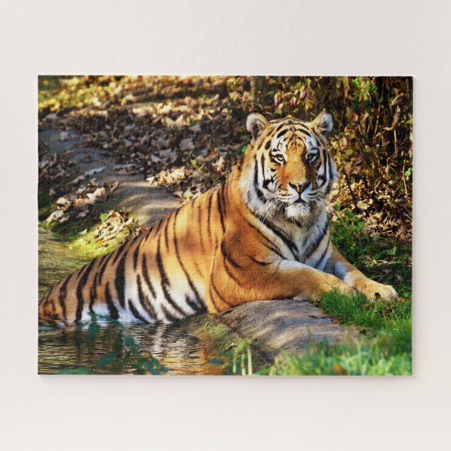 Quebra-cabeça Tigres Grandes Felinos. (Horizontal)