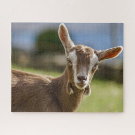 Quebra-cabeça Toggenburg Dairy Goat Kid