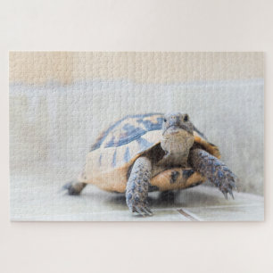 Quebra-cabeça Tortoise