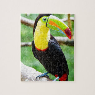 Quebra-cabeça Toucan bonito
