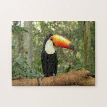 Toucan na ramificação da árvore